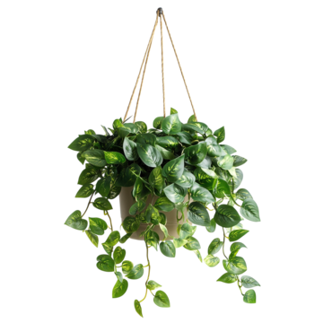 Pothos Plant